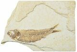 Fossil Fish (Knightia) - Green River Formation #234218-1
